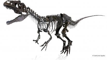 Photo miniature squelette de dinosaure carnivore